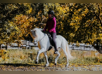 Islandais, Jument, 15 Ans, 143 cm, Gris