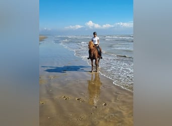 Islandais, Jument, 16 Ans, 138 cm, Alezan