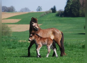 Islandais, Jument, 16 Ans, 138 cm, Buckskin