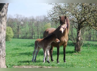 Islandais, Jument, 16 Ans, 138 cm, Buckskin