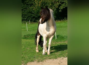Islandais, Jument, 16 Ans, 138 cm, Pinto