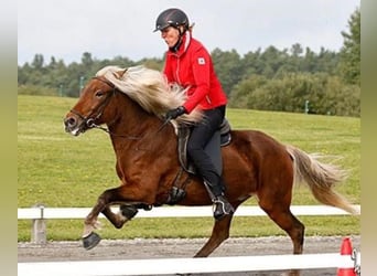 Islandais, Jument, 17 Ans, 138 cm