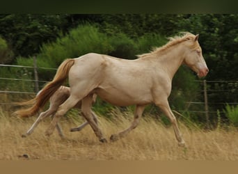 Islandais, Jument, 17 Ans, 140 cm, Perlino