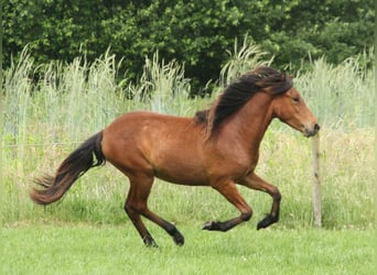 Islandais, Jument, 1 Année, 140 cm, Bai