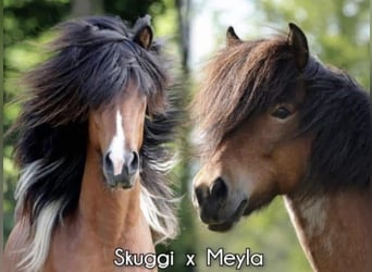 Islandais, Jument, 1 Année, 140 cm