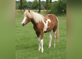 Islandais, Jument, 1 Année, 140 cm, Tobiano-toutes couleurs