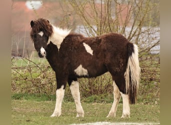 Islandais, Jument, 1 Année, 145 cm, Pinto