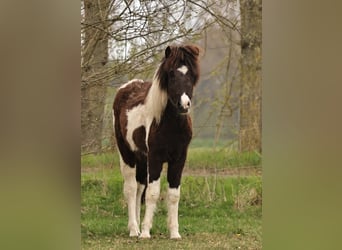 Islandais, Jument, 1 Année, 145 cm, Pinto