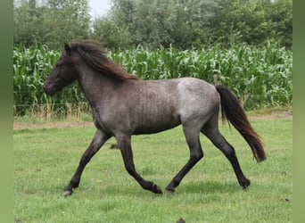 Islandais, Jument, 1 Année, 145 cm, Rouan Bleu