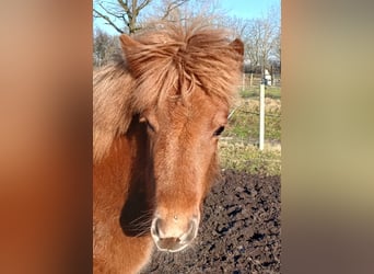 Islandais, Jument, 1 Année, Alezan