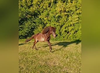 Islandais, Jument, 1 Année, Bai brun