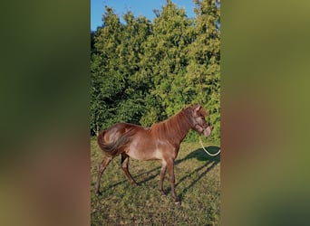 Islandais, Jument, 1 Année, Bai brun