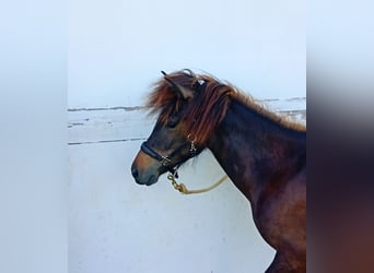 Islandais, Jument, 1 Année, Bai brun