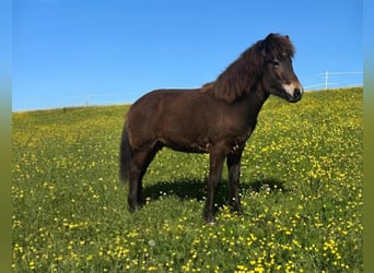 Islandais, Jument, 1 Année, Bai