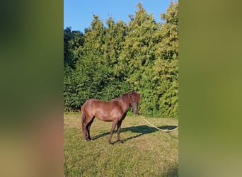 Islandais, Jument, 1 Année, Noir