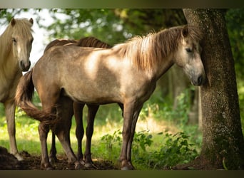 Islandais, Jument, 2 Ans, 135 cm, Peut devenir gris