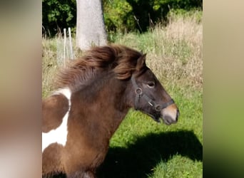 Islandais, Jument, 2 Ans, 135 cm, Pinto
