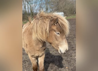 Islandais, Jument, 2 Ans, 138 cm