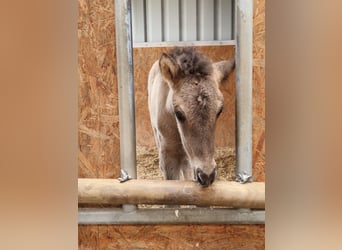 Islandais, Jument, 2 Ans, 138 cm, Isabelle