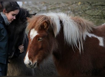 Islandais, Jument, 2 Ans, 138 cm, Tobiano-toutes couleurs