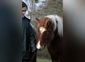 Islandais, Jument, 2 Ans, 138 cm, Tobiano-toutes couleurs