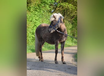 Islandais, Jument, 2 Ans, 139 cm