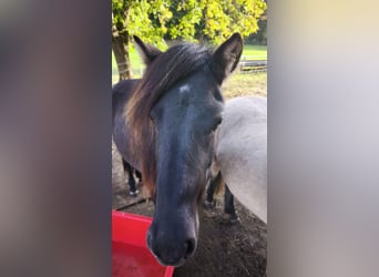 Islandais, Jument, 2 Ans, 140 cm, Noir