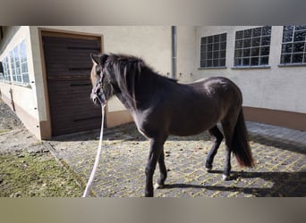Islandais, Jument, 2 Ans, 140 cm, Noir