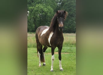 Islandais, Jument, 2 Ans, 140 cm, Pinto