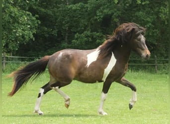 Islandais, Jument, 2 Ans, 140 cm, Pinto