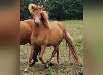Islandais, Jument, 2 Ans, 144 cm, Alezan