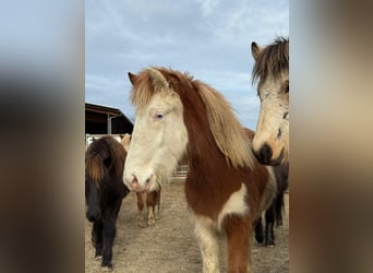 Islandais, Jument, 2 Ans, Pinto