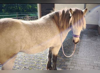 Islandais, Jument, 3 Ans, 134 cm, Buckskin