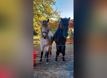 Islandais, Jument, 3 Ans, 134 cm, Buckskin