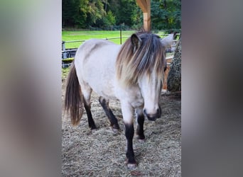 Islandais, Jument, 3 Ans, 134 cm, Buckskin