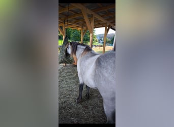 Islandais, Jument, 3 Ans, 134 cm, Buckskin