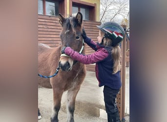 Islandais, Jument, 3 Ans, 136 cm, Bai cerise