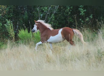 Islandais, Jument, 3 Ans, 136 cm, Blanc