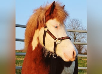 Islandais, Jument, 3 Ans, 138 cm, Alezan