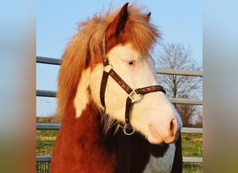 Islandais, Jument, 3 Ans, 138 cm, Blanc