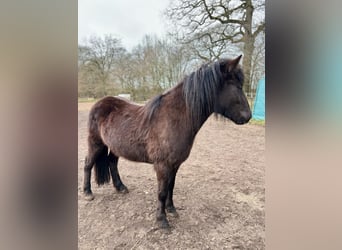Islandais, Jument, 3 Ans, 139 cm, Noir