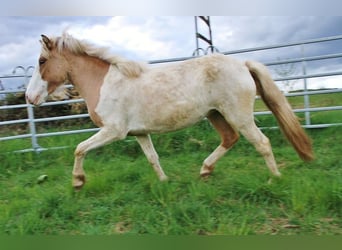Islandais, Jument, 3 Ans, 139 cm, Pinto