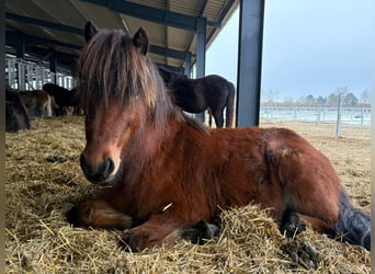 Islandais, Jument, 3 Ans, 144 cm, Bai
