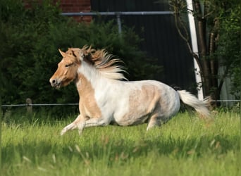Islandais, Jument, 3 Ans, 144 cm, Pinto