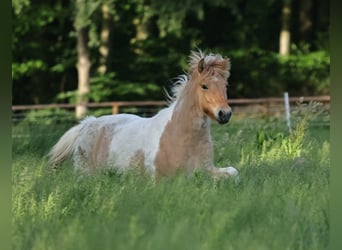 Islandais, Jument, 3 Ans, 144 cm, Pinto