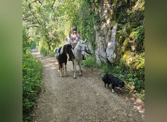 Islandais, Jument, 3 Ans, 145 cm