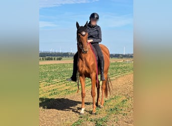 Islandais, Jument, 3 Ans, 163 cm, Alezan