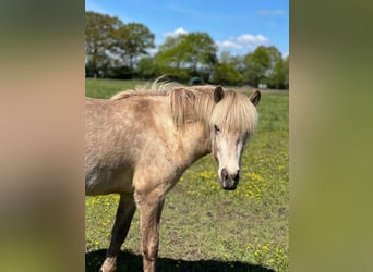 Islandais, Jument, 3 Ans