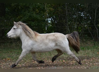 Islandais, Jument, 3 Ans