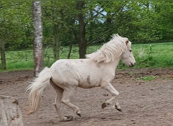 Islandais, Jument, 3 Ans, Palomino